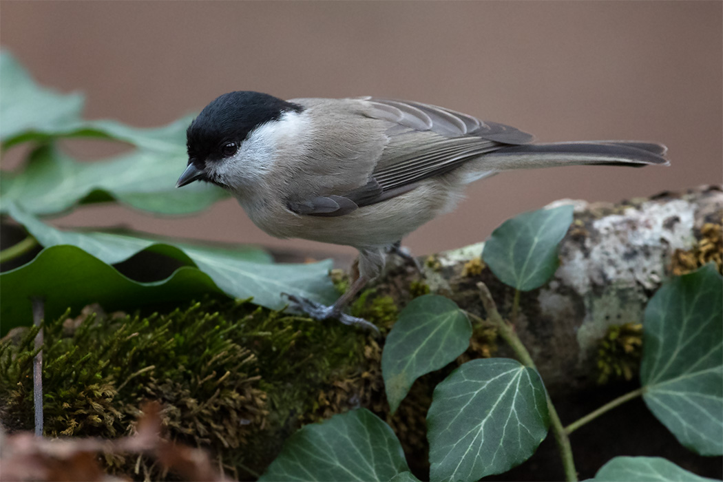 Marsh Tit — Ana fotoğraf